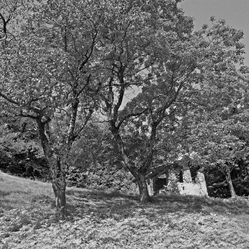 @.WORK.SWISSBLAD.01.a.jpg @.WORK.SWISSBLAD.01.a.jpg