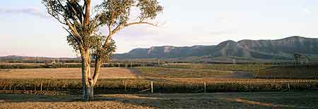 maitland_winery_treew.jpg