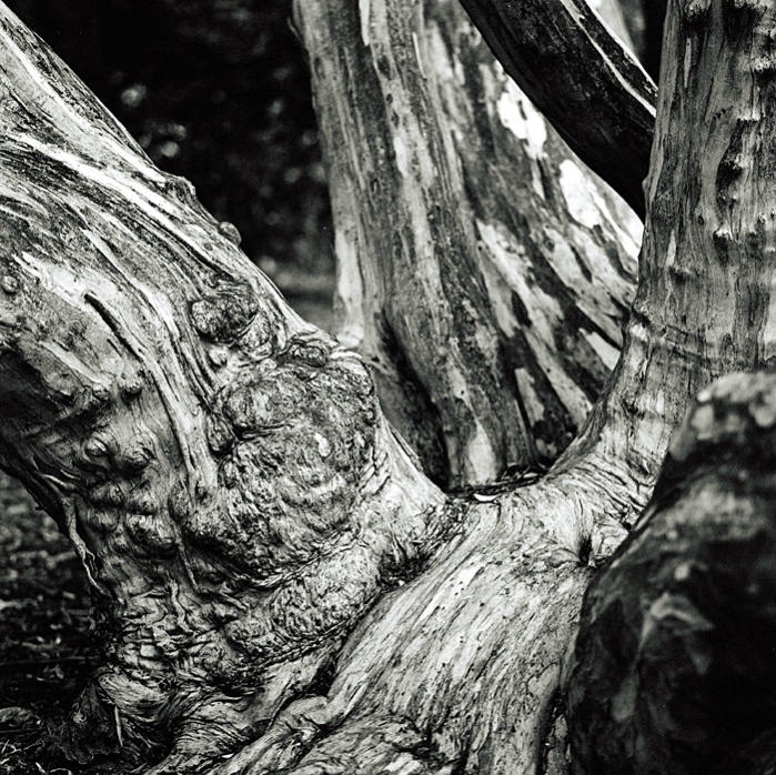 Hassy old tree B&W.jpg