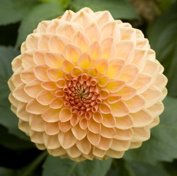 Orange Dahlia-Display.jpg