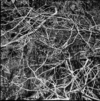 50mm FLE Pictures015 copy.jpg