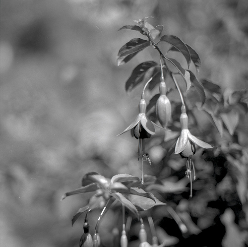 Fuschia.jpg