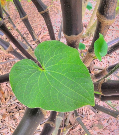 jon's kava plant, kahaluu, hi.jpg jon's kava plant, kahaluu, hi.jpg