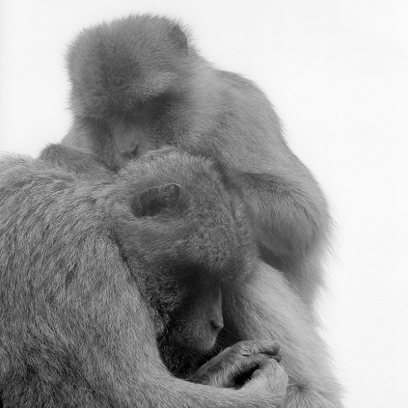 Ape2_fb.jpg
