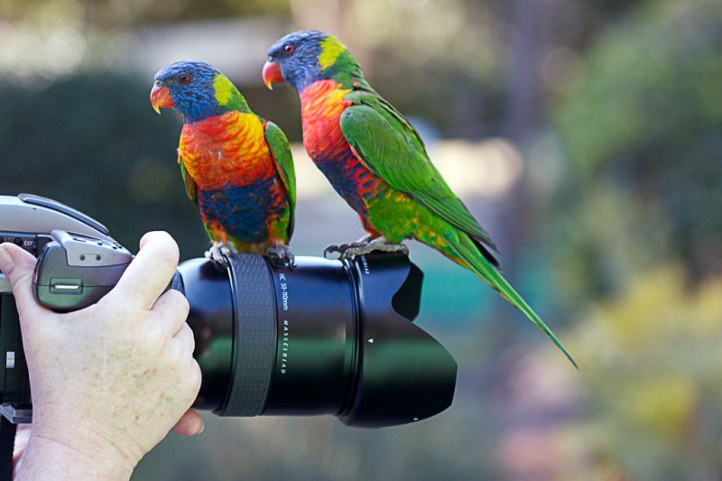 lorikeets-rodney-IMG_6990.jpg