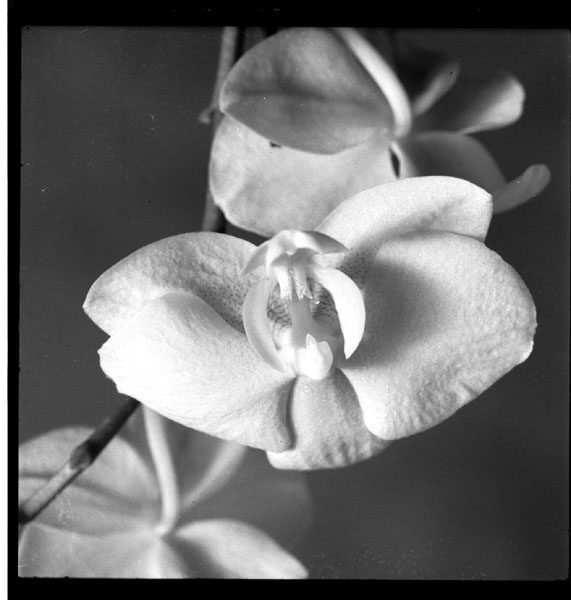 6x6cutfilm test#1.jpg