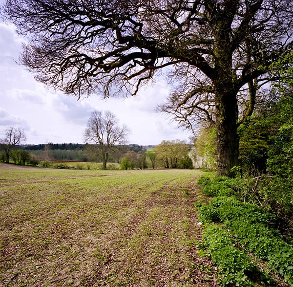 Field-42-small.jpg