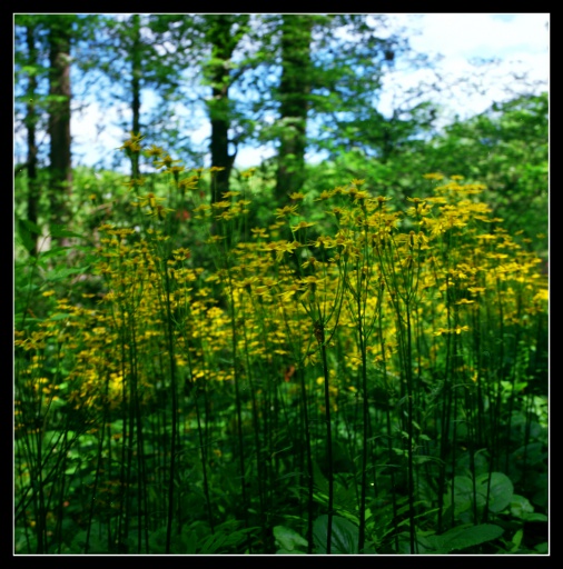sc0003-s.jpg