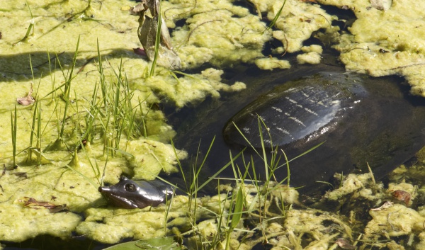 Florida Softshell Turtle.jpg