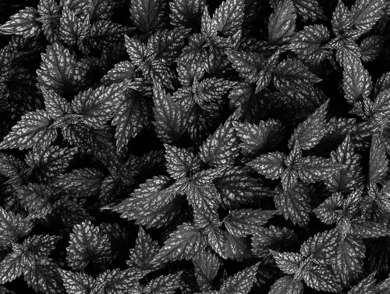 Green & Silver Foliage Plant-2 BW R40-G60 PE-12-2008.jpg