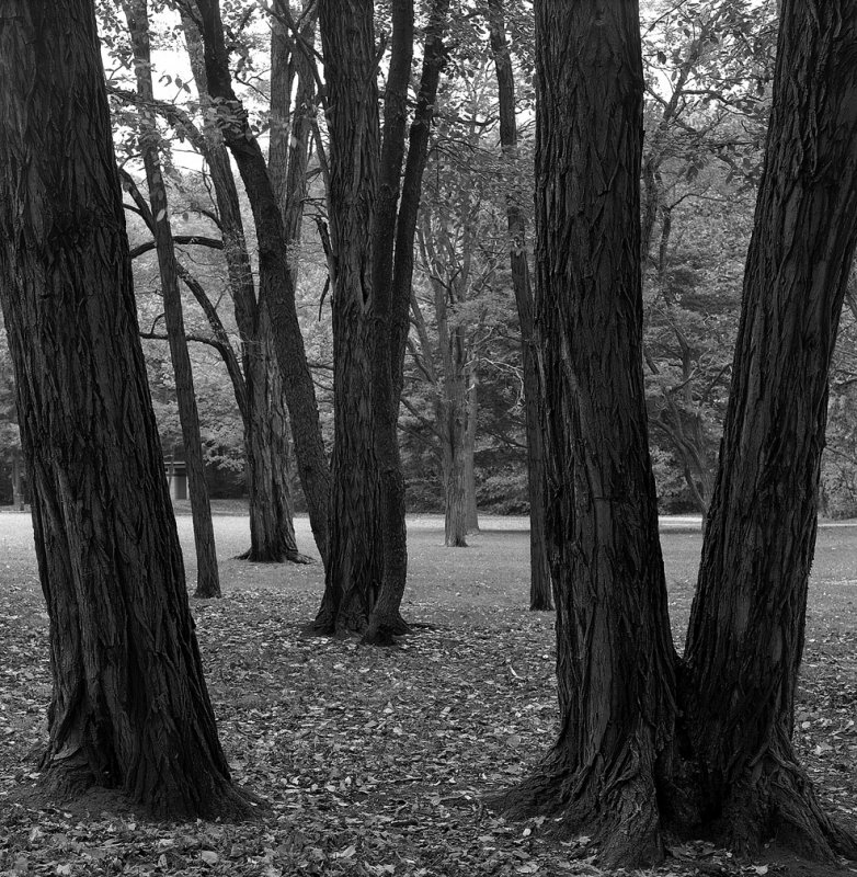 Cleveland Trees-2.jpg