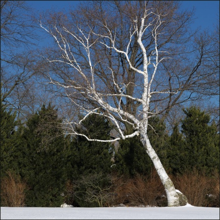 Birch Tree.jpg