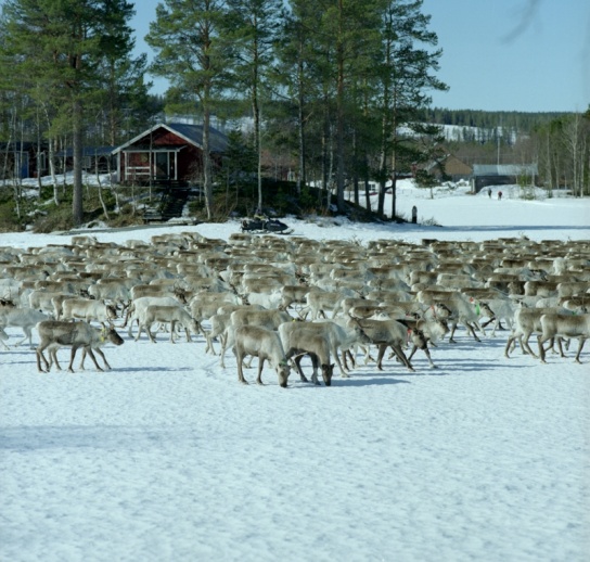 reindeer-front800x600.jpg