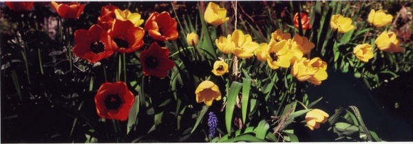 Tulips Xpan horiz.jpg