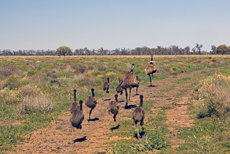 emu-family-800.jpg