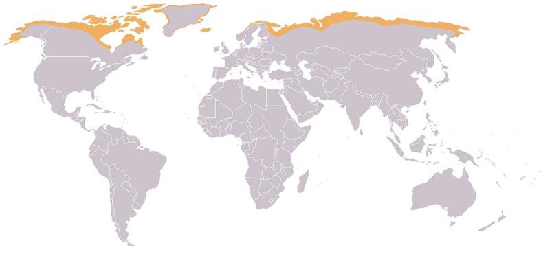 Map of the Tundra from Wikipedia.JPG