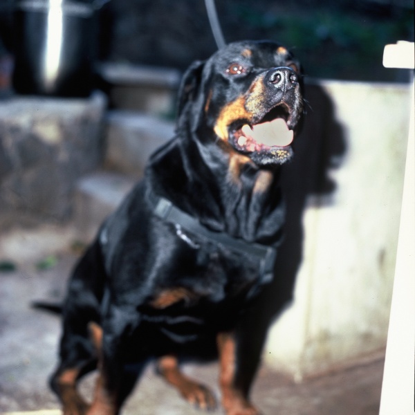 lulu hassy 80mm 3-10 flash.jpg