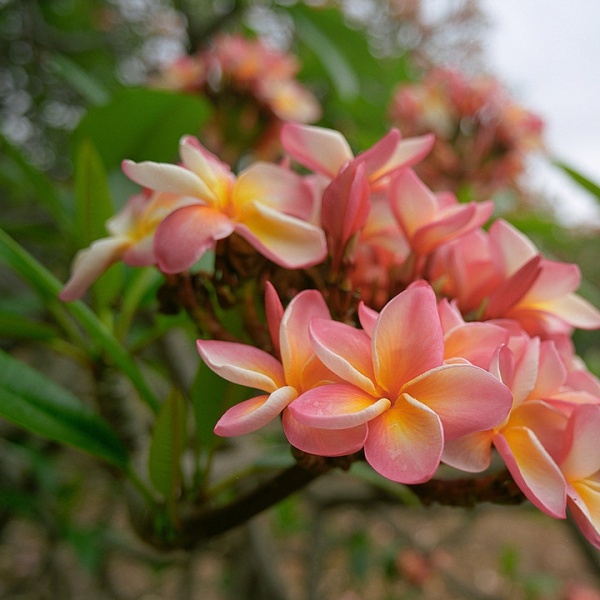 2plumeria.jpg