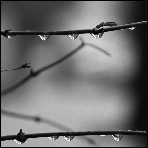 sticks_120det.jpg