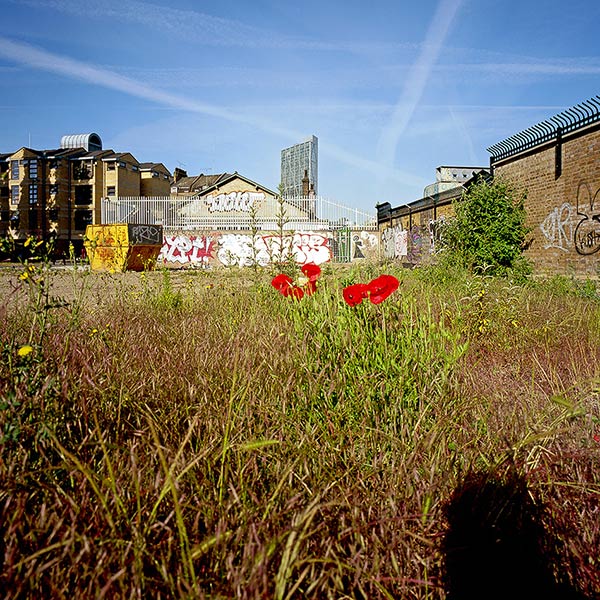 wild-flowers-spitalfields-self-s.jpg