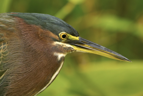Green Heron 2.jpg
