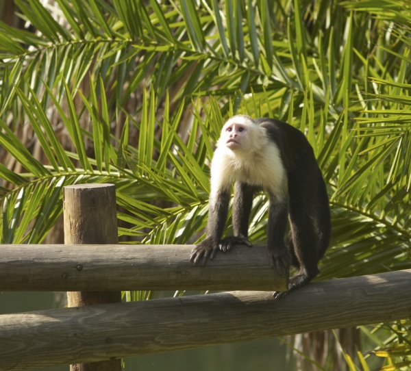 Capuchin on log.jpg