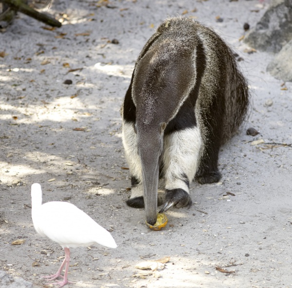 Giant Anteater with orange.jpg