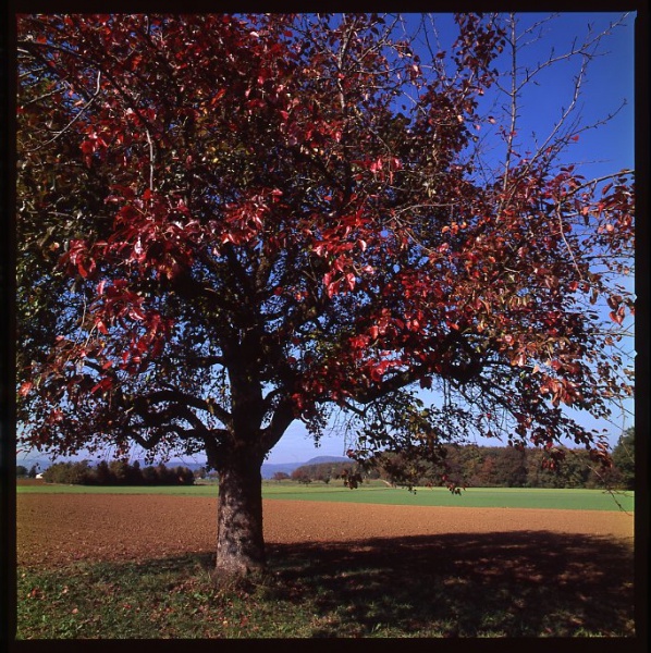 Red Tree 40mm.jpg