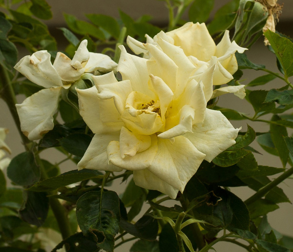 End of summer in South Africa.jpg