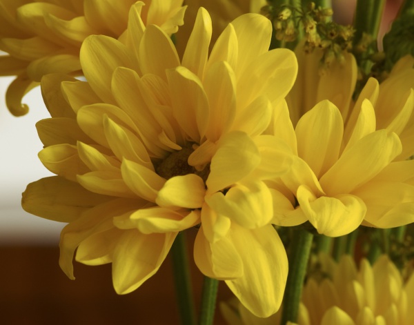 Yellow daisy.jpg
