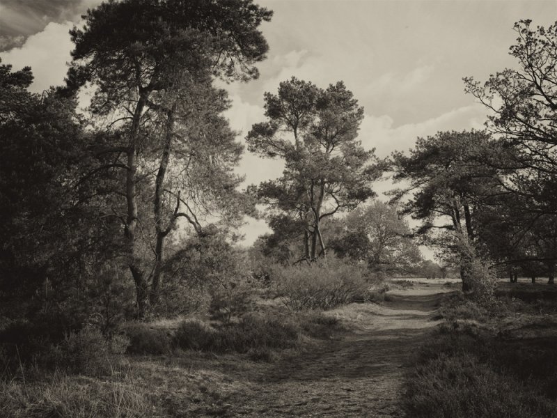 Orvelte mei 13_0001a.jpg