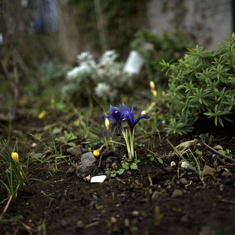 Hay bloom C645 Zeiss 45mm.jpg Hay bloom C645 Zeiss 45mm.jpg