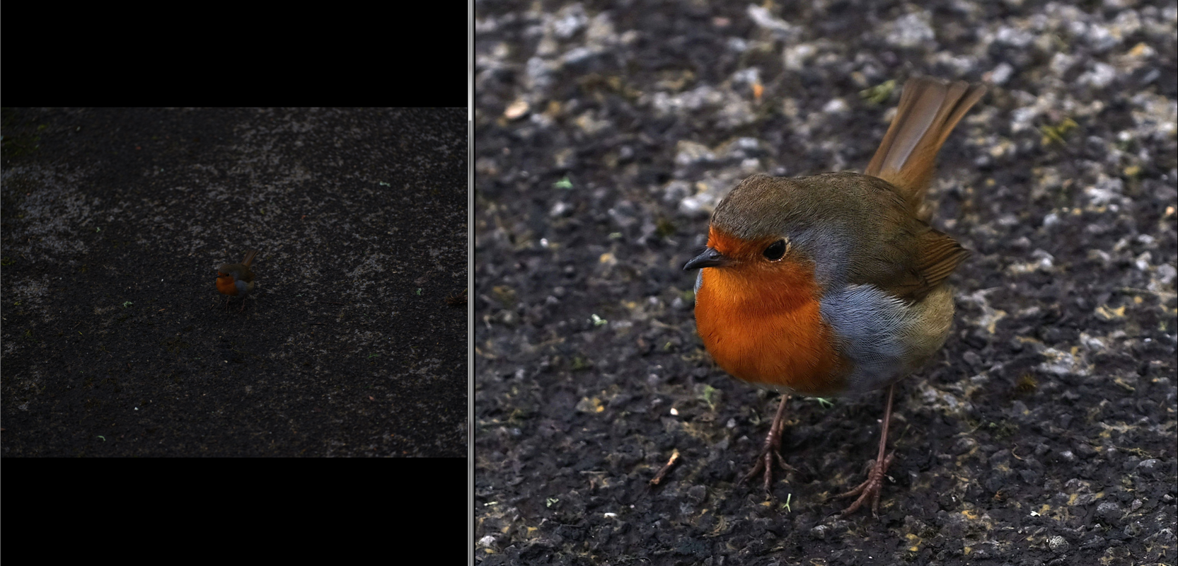 GFX50S user error Robin recovery .png